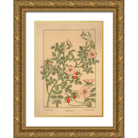 Plate 67 - Wild Rose Gold Ornate Wood Framed Art Print with Double Matting by Vintage Apple Collection