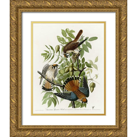 American Sparrow Hawk Gold Ornate Wood Framed Art Print with Double Matting by Vintage Apple Collection