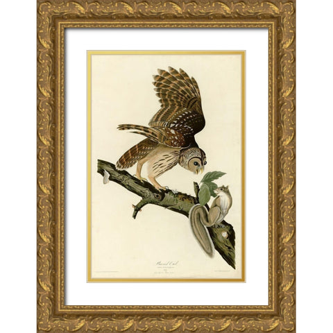 Barred Owl Gold Ornate Wood Framed Art Print with Double Matting by Vintage Apple Collection