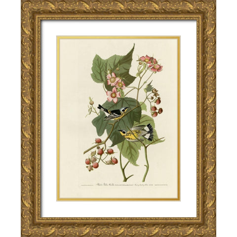 Black And Yellow Warblers Gold Ornate Wood Framed Art Print with Double Matting by Vintage Apple Collection