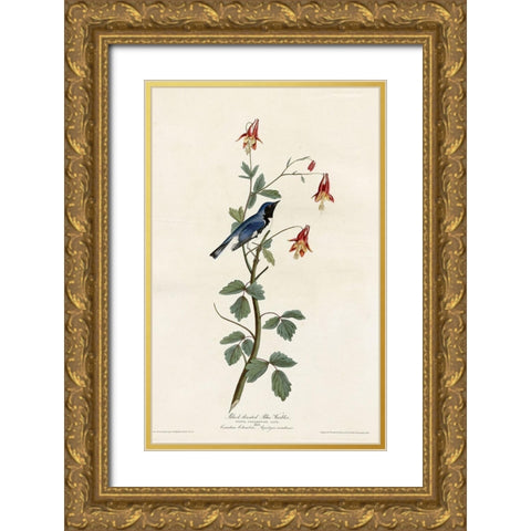 Black Throated Blue Warbler Gold Ornate Wood Framed Art Print with Double Matting by Vintage Apple Collection