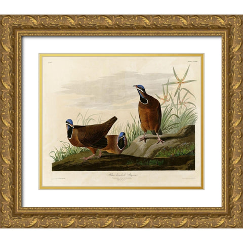 Blue Headed Pigeon Gold Ornate Wood Framed Art Print with Double Matting by Vintage Apple Collection