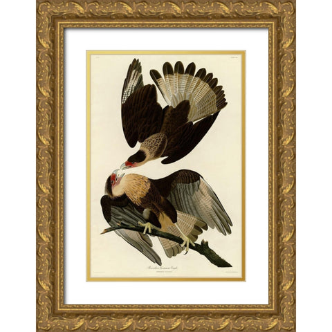 Brasilian Caracara Eagle Gold Ornate Wood Framed Art Print with Double Matting by Vintage Apple Collection