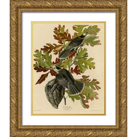 Canada Jay Gold Ornate Wood Framed Art Print with Double Matting by Vintage Apple Collection