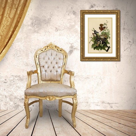 Ferruginous Thrush Gold Ornate Wood Framed Art Print with Double Matting by Vintage Apple Collection