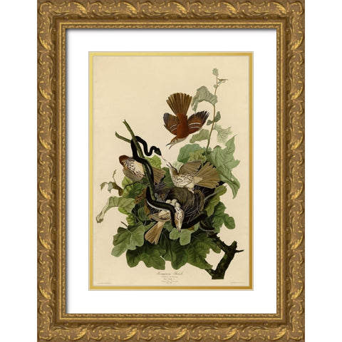 Ferruginous Thrush Gold Ornate Wood Framed Art Print with Double Matting by Vintage Apple Collection