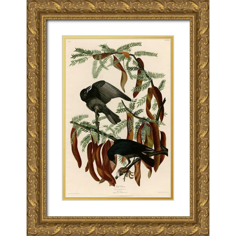 Fish Crow Gold Ornate Wood Framed Art Print with Double Matting by Vintage Apple Collection