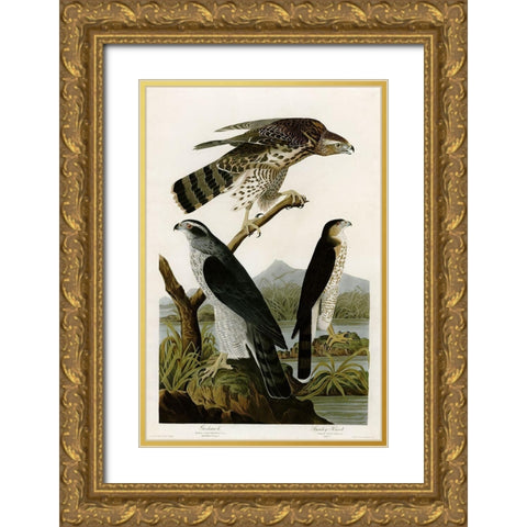 Goshawk Stanley Hawk Gold Ornate Wood Framed Art Print with Double Matting by Vintage Apple Collection