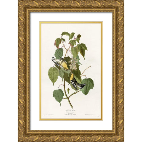 Hemlock Warbler Gold Ornate Wood Framed Art Print with Double Matting by Vintage Apple Collection