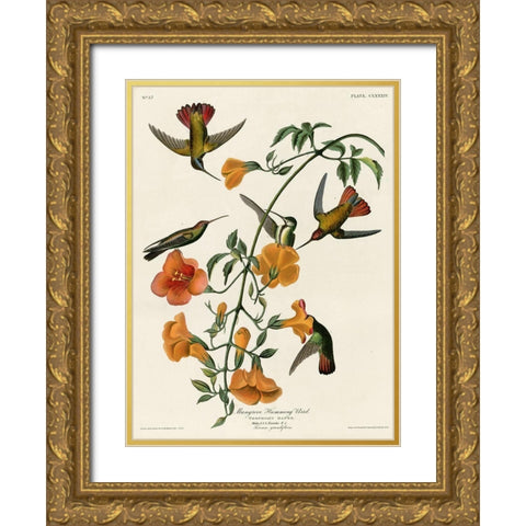 Mangrove Hummingbird Gold Ornate Wood Framed Art Print with Double Matting by Vintage Apple Collection