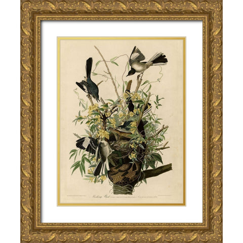 Mocking Bird Gold Ornate Wood Framed Art Print with Double Matting by Vintage Apple Collection