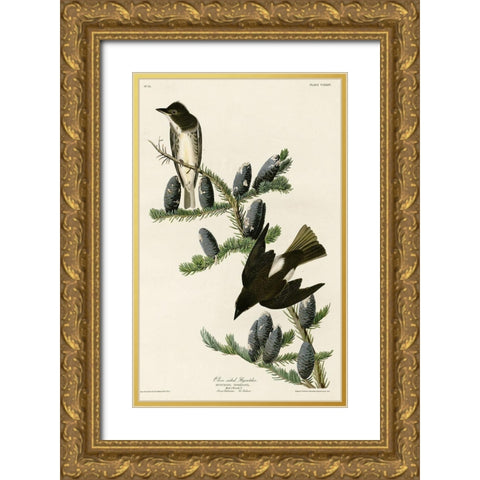 Olive Sided Flycatcher Gold Ornate Wood Framed Art Print with Double Matting by Vintage Apple Collection