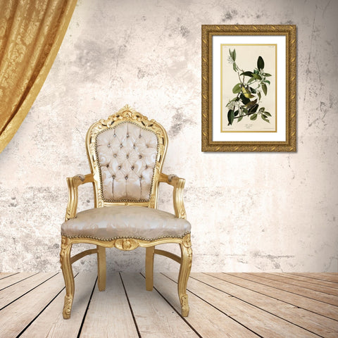 Palm Warbler Gold Ornate Wood Framed Art Print with Double Matting by Vintage Apple Collection