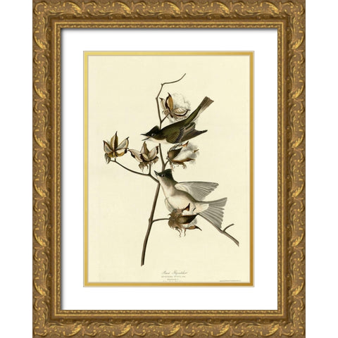 Pewit Flycatcher Gold Ornate Wood Framed Art Print with Double Matting by Vintage Apple Collection