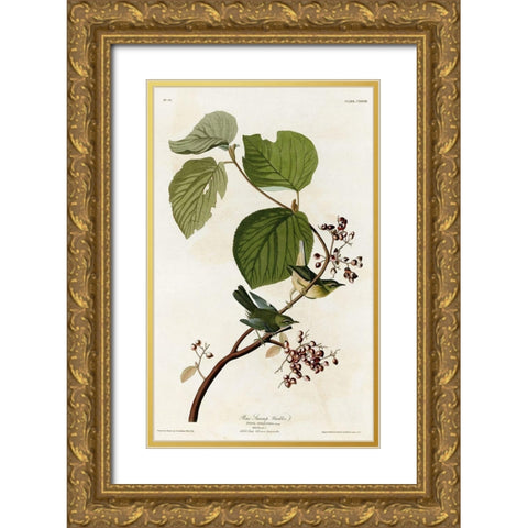 Pine Swamp Warbler Gold Ornate Wood Framed Art Print with Double Matting by Vintage Apple Collection