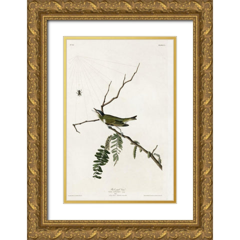 Red Eyed Vireo Gold Ornate Wood Framed Art Print with Double Matting by Vintage Apple Collection