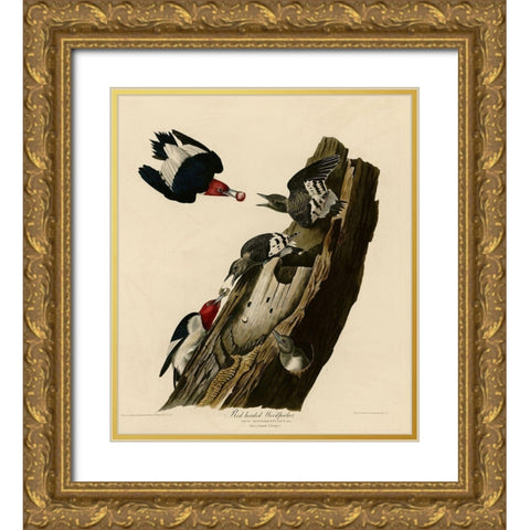 Red Headed Woodpecker Gold Ornate Wood Framed Art Print with Double Matting by Vintage Apple Collection
