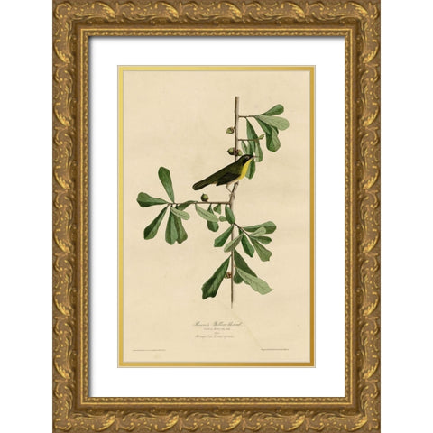 Roscoesyellow Throat Gold Ornate Wood Framed Art Print with Double Matting by Vintage Apple Collection