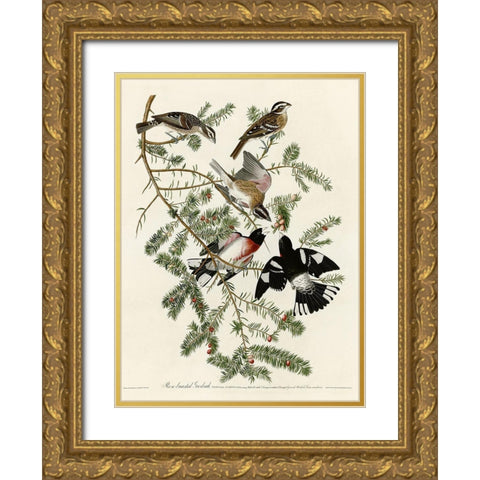 Rose Breasted Grosbeak Gold Ornate Wood Framed Art Print with Double Matting by Vintage Apple Collection