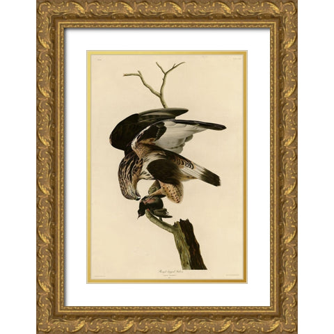 Rough Legged Falcon Gold Ornate Wood Framed Art Print with Double Matting by Vintage Apple Collection
