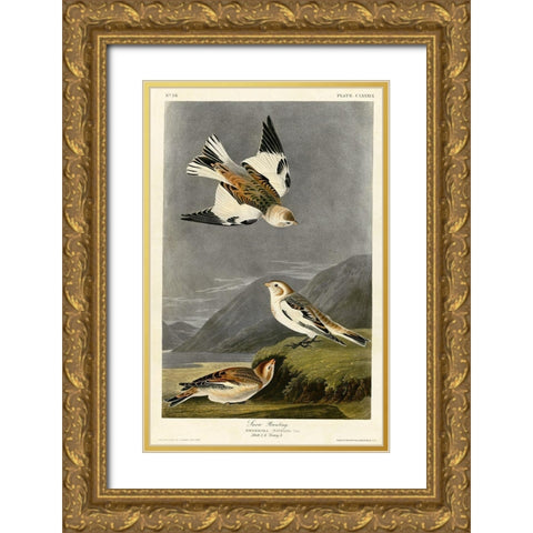 Snow Bunting Gold Ornate Wood Framed Art Print with Double Matting by Vintage Apple Collection