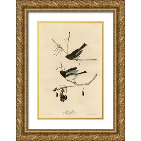 Snowbird Gold Ornate Wood Framed Art Print with Double Matting by Vintage Apple Collection