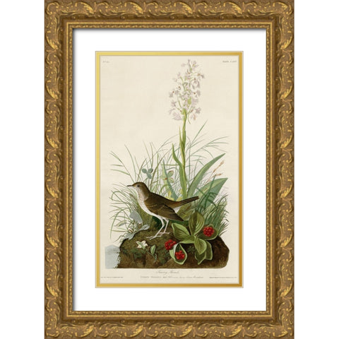 Tawny Thrush Gold Ornate Wood Framed Art Print with Double Matting by Vintage Apple Collection