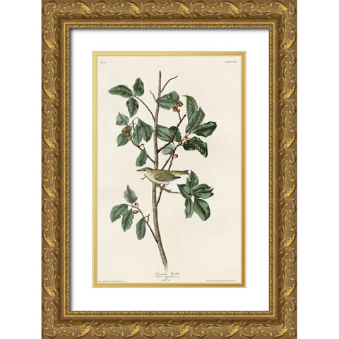 Tennessee Warbler Gold Ornate Wood Framed Art Print with Double Matting by Vintage Apple Collection