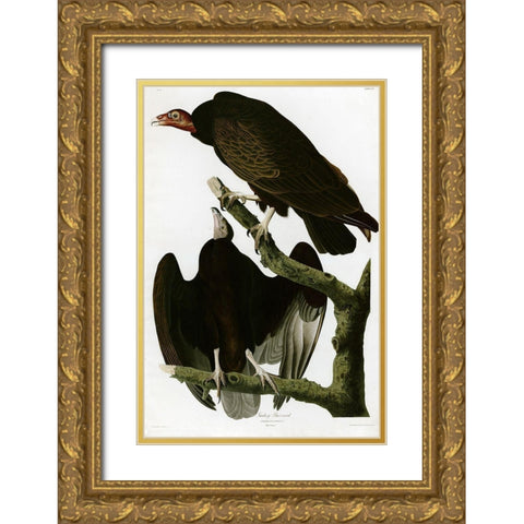 Turkey Buzzard Gold Ornate Wood Framed Art Print with Double Matting by Vintage Apple Collection