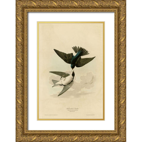 White Bellied Swallow Gold Ornate Wood Framed Art Print with Double Matting by Vintage Apple Collection