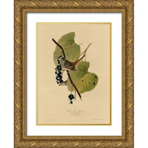 White Crowned Sparrow Gold Ornate Wood Framed Art Print with Double Matting by Vintage Apple Collection