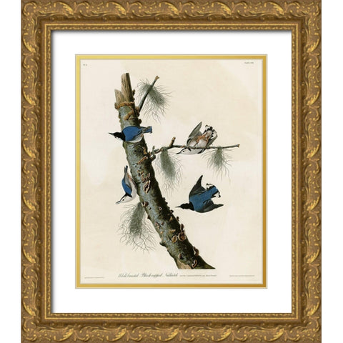 Whitebreasted Black Capped Nuthatch Gold Ornate Wood Framed Art Print with Double Matting by Vintage Apple Collection