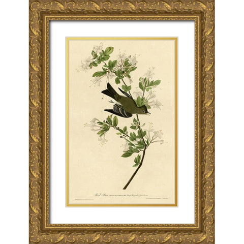 Wood Pewee Gold Ornate Wood Framed Art Print with Double Matting by Vintage Apple Collection