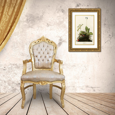 Wood Wren Gold Ornate Wood Framed Art Print with Double Matting by Vintage Apple Collection