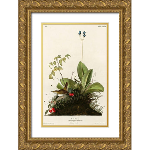 Wood Wren Gold Ornate Wood Framed Art Print with Double Matting by Vintage Apple Collection