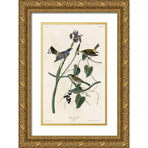 Yellow Crown Warbler Gold Ornate Wood Framed Art Print with Double Matting by Vintage Apple Collection