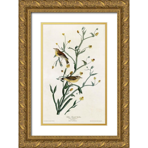 Yellow Red Poll Warbler Gold Ornate Wood Framed Art Print with Double Matting by Vintage Apple Collection