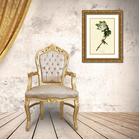 Yellow Throated Vireo Gold Ornate Wood Framed Art Print with Double Matting by Vintage Apple Collection