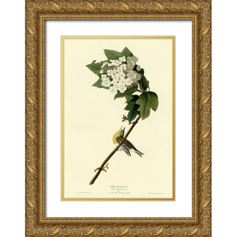 Yellow Throated Vireo Gold Ornate Wood Framed Art Print with Double Matting by Vintage Apple Collection