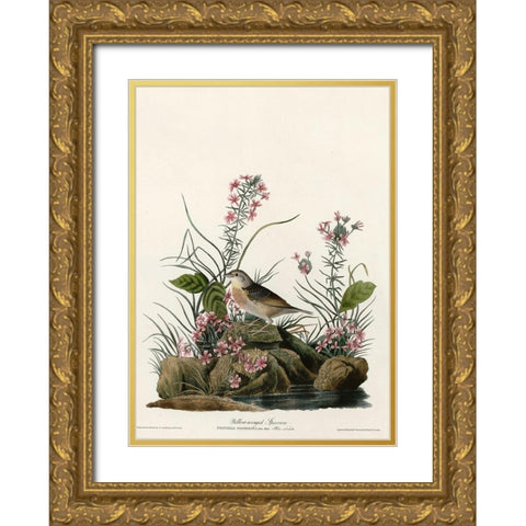 Yellow Winged Sparrow Gold Ornate Wood Framed Art Print with Double Matting by Vintage Apple Collection