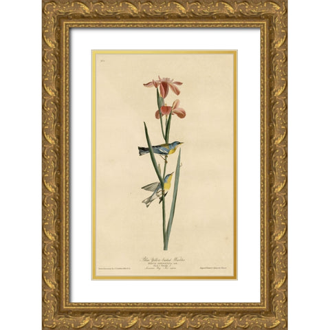 Yellowbackedwarbler Gold Ornate Wood Framed Art Print with Double Matting by Vintage Apple Collection
