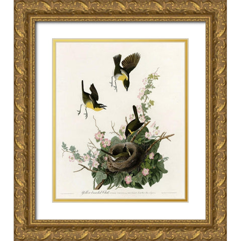Yellowbreasted Chat Gold Ornate Wood Framed Art Print with Double Matting by Vintage Apple Collection