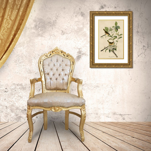 Yellowbreasted Warbler Gold Ornate Wood Framed Art Print with Double Matting by Vintage Apple Collection