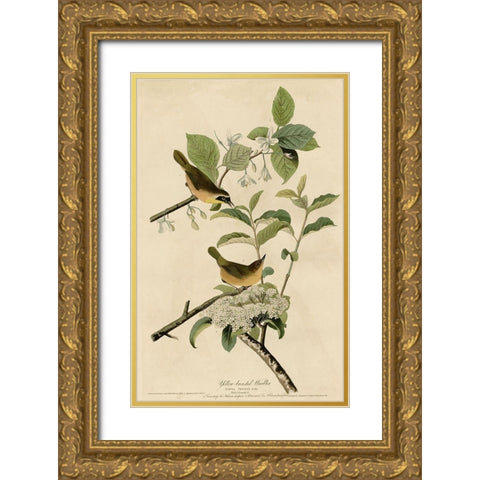 Yellowbreasted Warbler Gold Ornate Wood Framed Art Print with Double Matting by Vintage Apple Collection