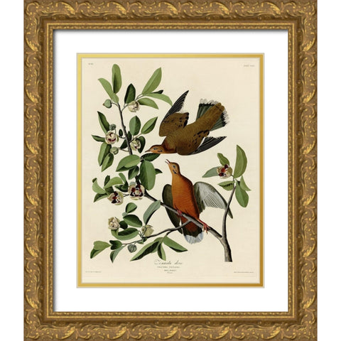 Zenaida Dove Gold Ornate Wood Framed Art Print with Double Matting by Vintage Apple Collection