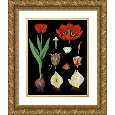 Garden Tulip Gold Ornate Wood Framed Art Print with Double Matting by Vintage Apple Collection