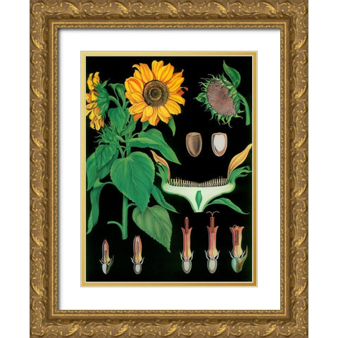 Sunflower Gold Ornate Wood Framed Art Print with Double Matting by Vintage Apple Collection