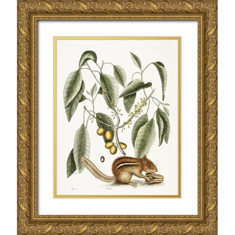 Chipmunk Gold Ornate Wood Framed Art Print with Double Matting by Vintage Apple Collection