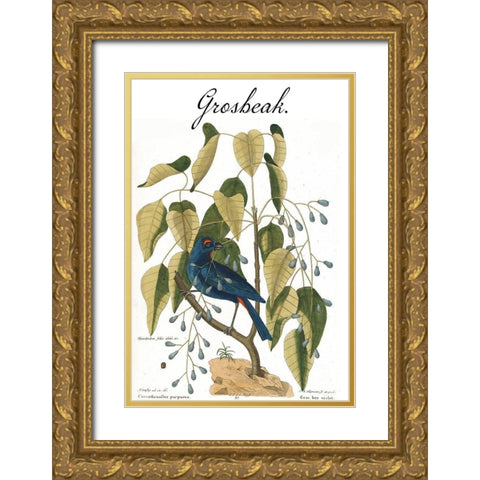 Grosbeak Gold Ornate Wood Framed Art Print with Double Matting by Vintage Apple Collection