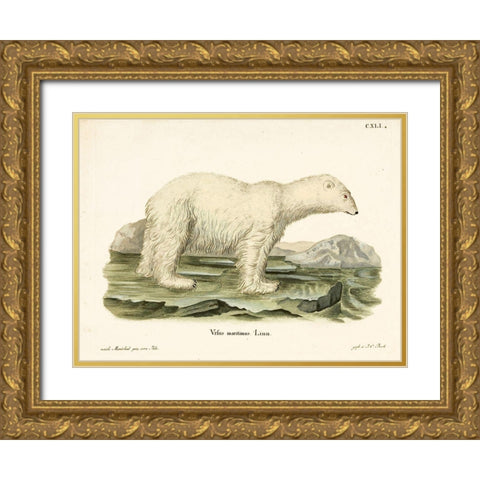 Polar Bear. II Gold Ornate Wood Framed Art Print with Double Matting by Vintage Apple Collection